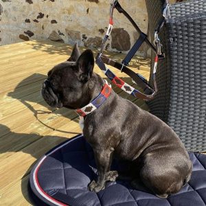 Collier pour chien Flags&Cup Chukka