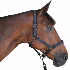 964c6832-f2d6-4027-8913-6d221afb71fe.jpgv1601642365 Licol Canter Black + longe