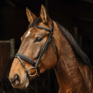 Filet NORTON - Apophyse