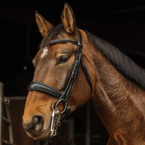 Filet NORTON - Basal