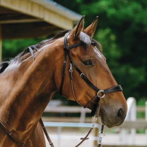 Filet NORTON - Bitless