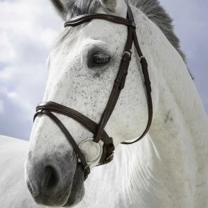 Filet NORTON - Combinée