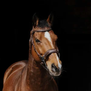 Filet Hackamore - NORTON