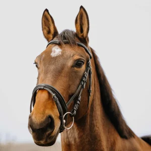 Filet NORTON - Strass