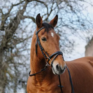 Filet NORTON - TRAINING