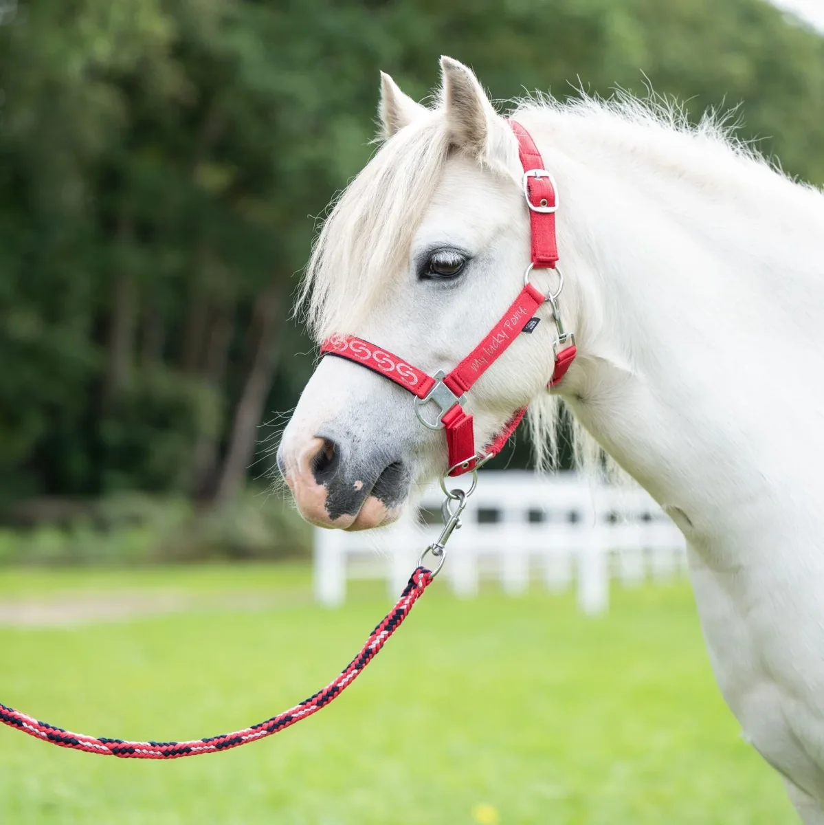 Licol poney Aymee – Image 4