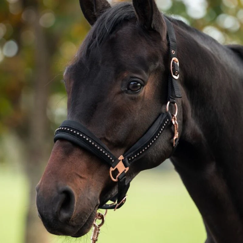 Licol HKM Berry – Image 2