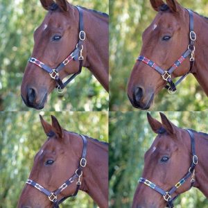 Bleinham Licol Polo en cuir