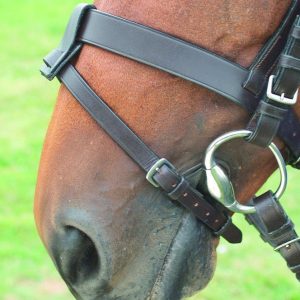 Blenheim Laniere de Muserolle