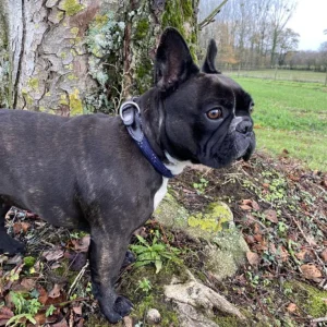 Collier pour chien Canter Corde