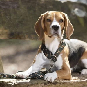 Collier pour chien HKM Beagle avec laisse