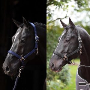 Covalliero Licol Dexter