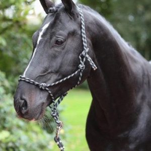 covallierolicolethologique.jpgv1710456761 Covalliero Licol Ethologique