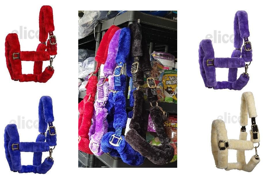 Licol Kingston – Image 2