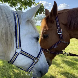 licol-longe-canter-nylon-lurex-marine-or-bordeaux-or.jpgv1602689647 Licol Canter Nylon avec longe