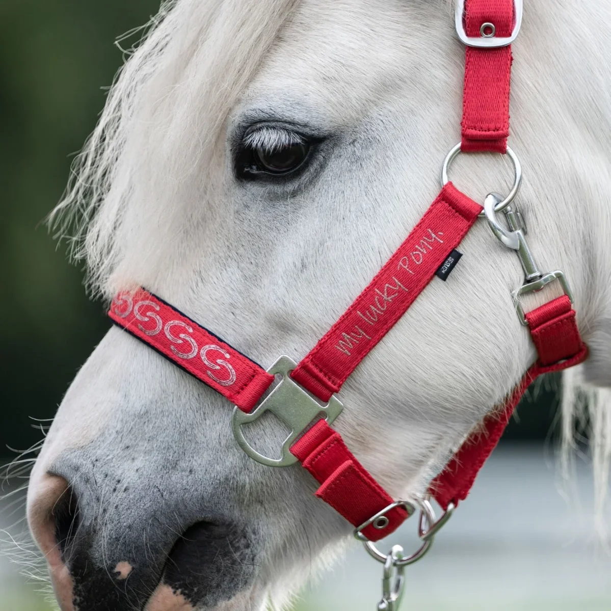 Licol poney Aymee – Image 2