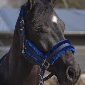 licol-poneys-chevaux-hkm-alaska-marine1.jpgv1631084444 Licol doublé mouton synthétique HKM Alaska