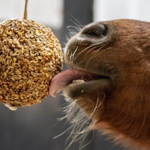 Likit Granola Stall Ball