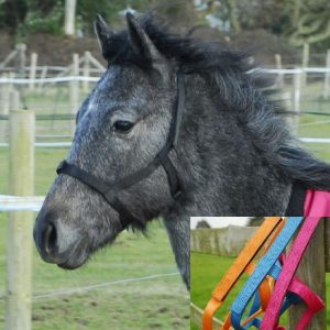 Rhinegold Licol de Securite Poulain