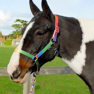 Rhinegold Licol et Longe Rainbow