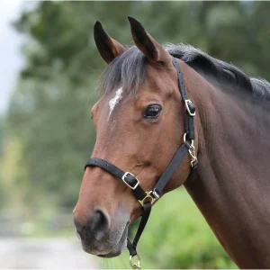 Shires Licol Control