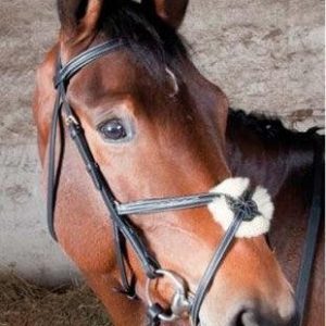 TdeT Bridon Degas Croisée