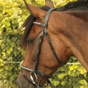 tdet_bridon_goya.jpgv1722258947 TdeT Bridon Goya