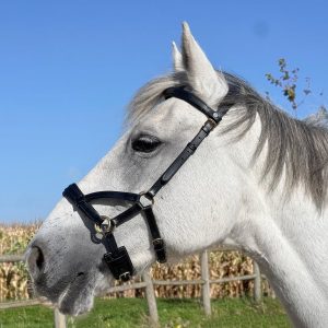 TdeT Sidepull en Cuir