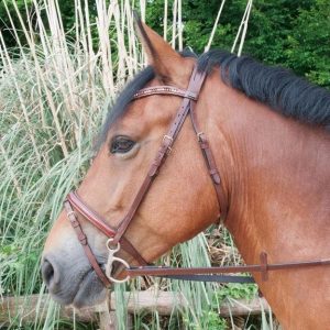 TdeT Bridon Botticelli