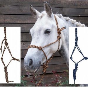 TdeT Licol et Longe Ethologique