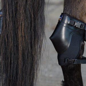 Westropp Protege Jarrets Poney