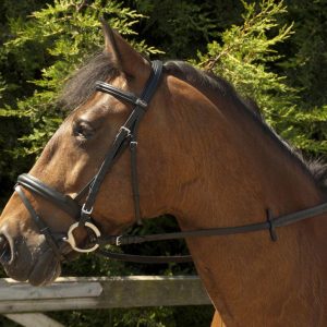 Windsor Bridon Confort