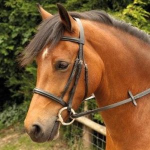 Windsor Bridon Muserolle Francaise