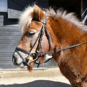 Windsor Bridon Petite Pony